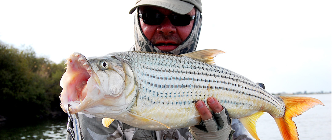 Tiger fish